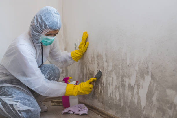 Mold Odor Removal Services in Palm Valley, TX